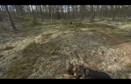 Spor med Falco Finnskogen 2019